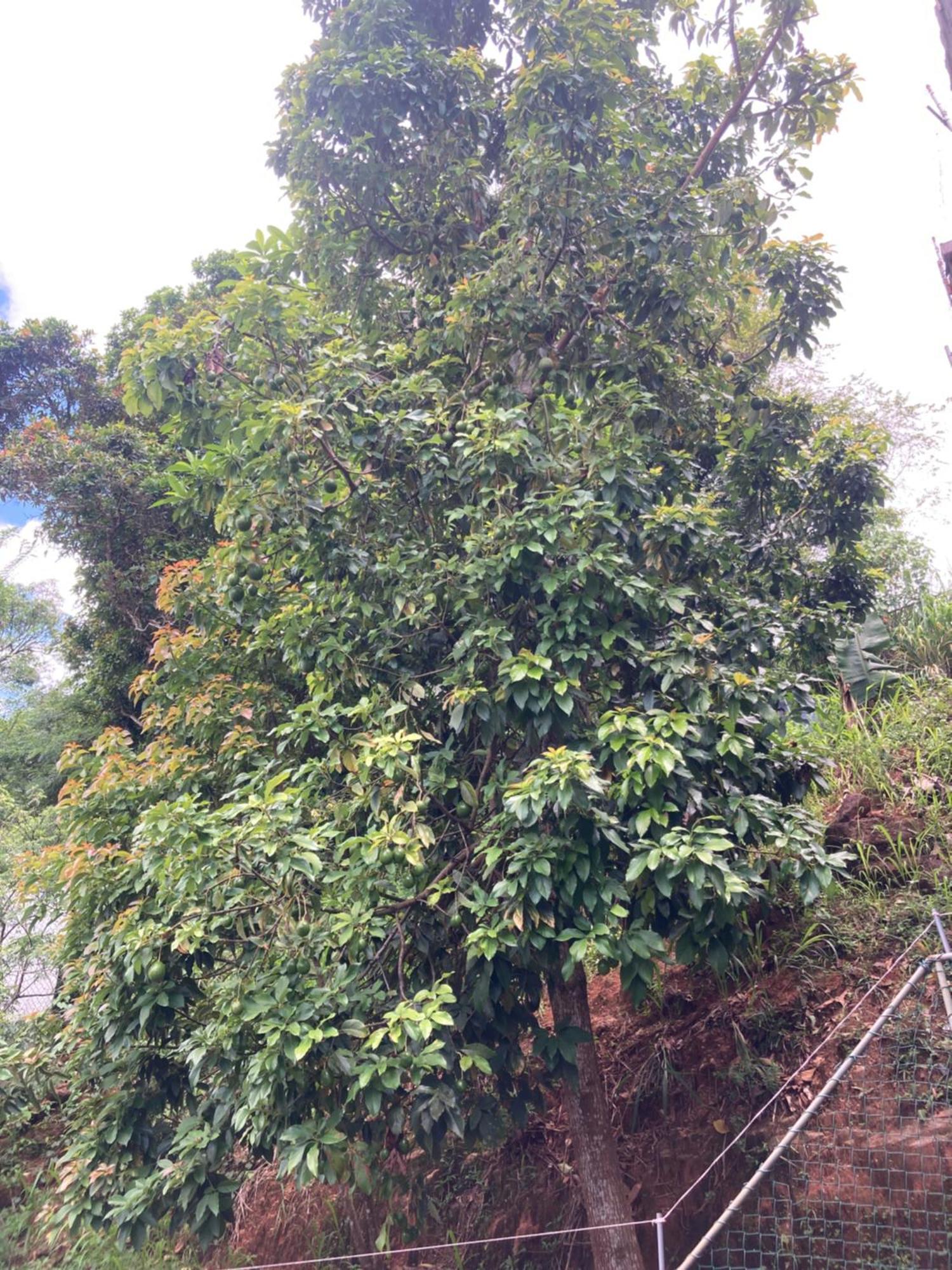 Reverie Hill Bungalow, Kandy Luaran gambar